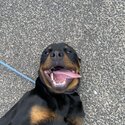 Male Rottweiler -2