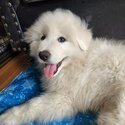 Great pyrenees puppy + crate, supplies and training with pro-3