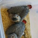 Available African Grey Parrots For Rehoming-1