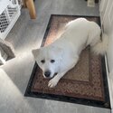 A male white Great Pyrenees -3