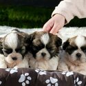 Buy Shih Tzu Puppies-0