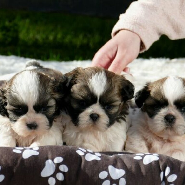 Buy Shih Tzu Puppies