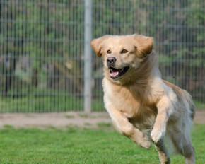 Dog Kennels Canada