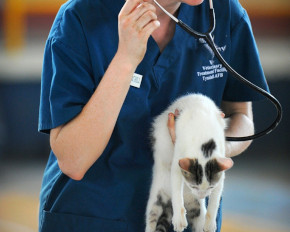 Veterinary Clinic Canada